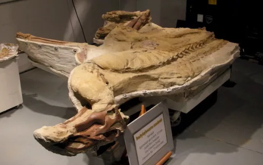Secrets of the Dinosaur Mummy