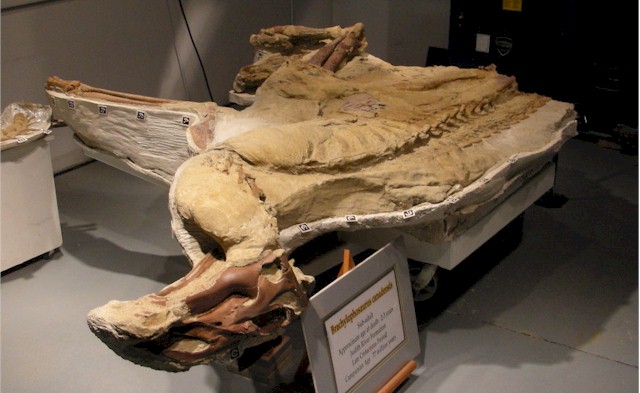 Dinosaur fossil with preserved skin.